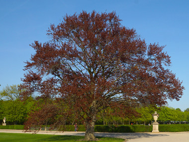 Startseite Grosser Garten